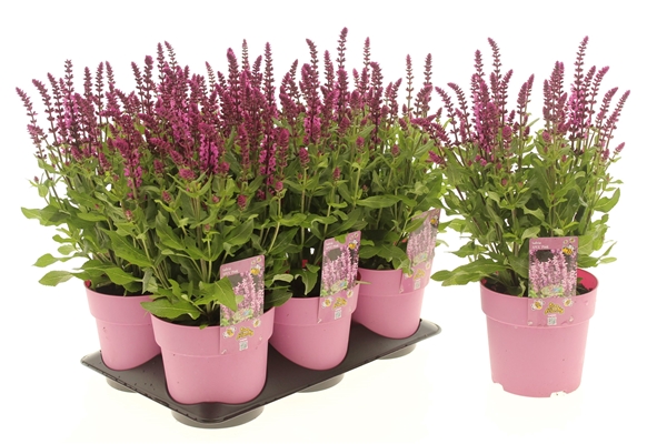 Salvia Apex Pink