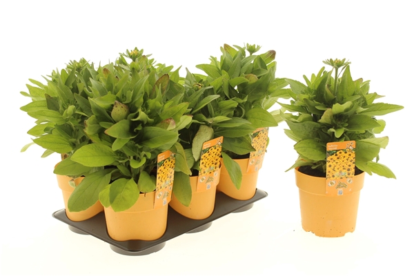 Rudbeckia Toto Gold