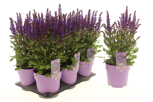 Salvia Nemorosa Noche