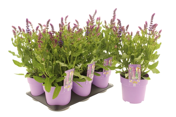 Salvia Apex Blau