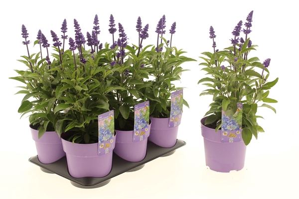 Salvia Deep Ocean