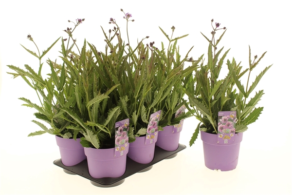 Verbena Venosa