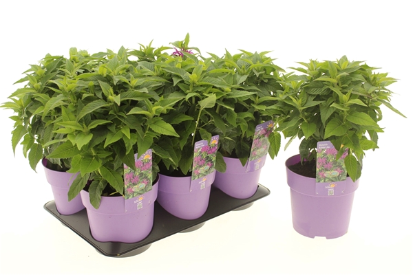 Monarda Balmy Lila