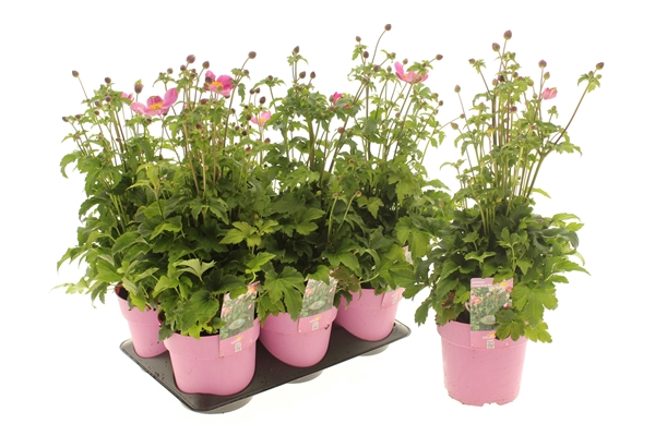 Anemone Emmy Deep Rose 