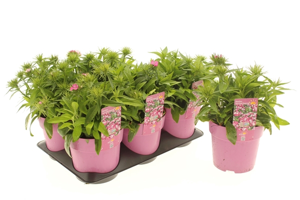 Dianthus Barbatus Dart Pink Magician 