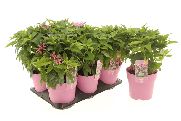 Monarda Balmy Pink 
