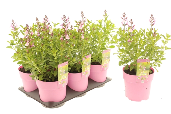 Salvia Greggii Soft Pink