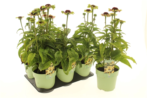 Echinacea Prairie Blaze Vintage Lime