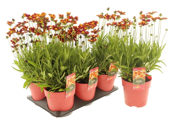 Coreopsis UpTick Goold & Bronze