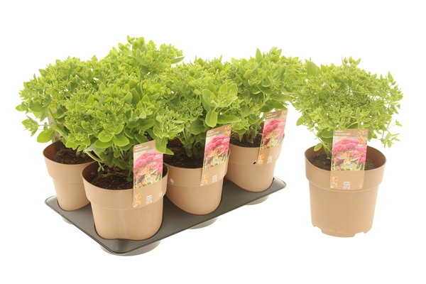 Sedum Seduction Herbstfreude