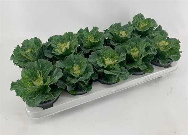 Brassica Glatt Weiss