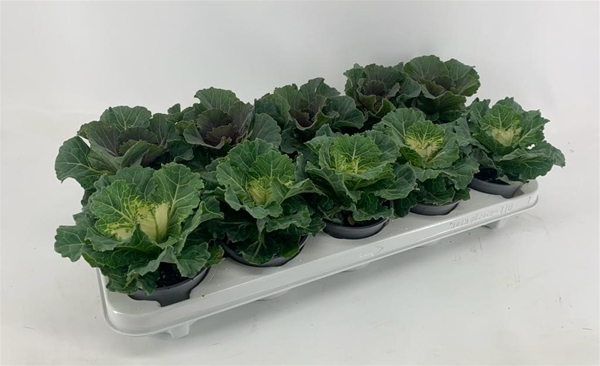 Brassica Glatt Mixtray