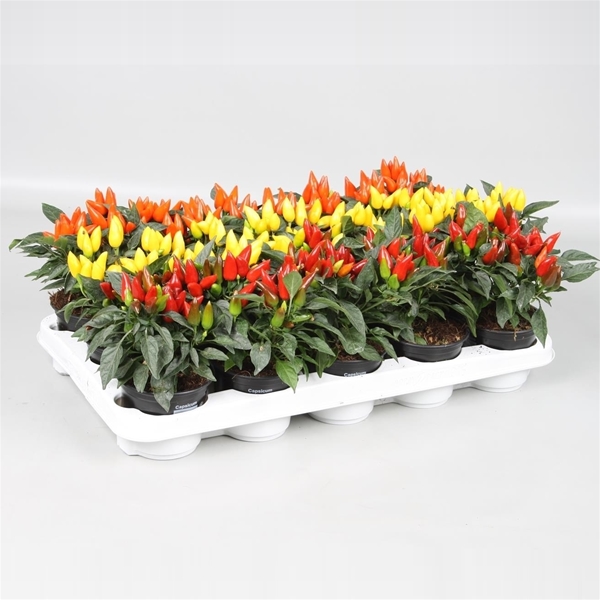 Capsicum Annuum Salsa Mixtray