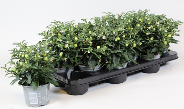 Solanum Pseudocapsicum Jupiter