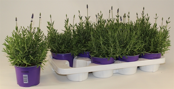 Lavandula Hidcote