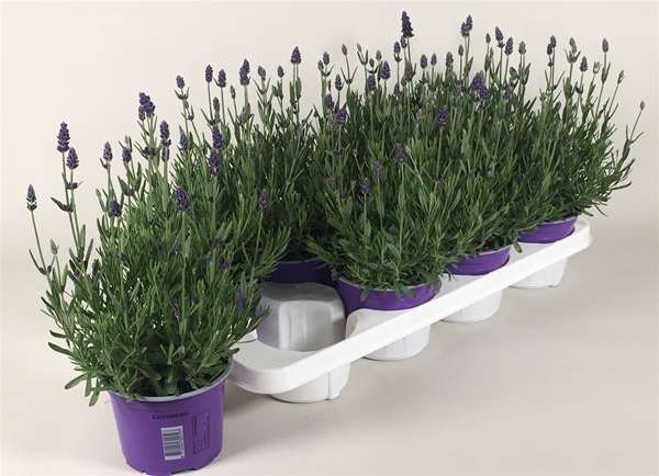 Lavandula Hidcote