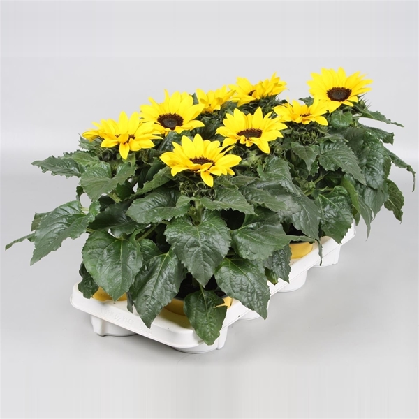 Helianthus Sunsation Stadium 3