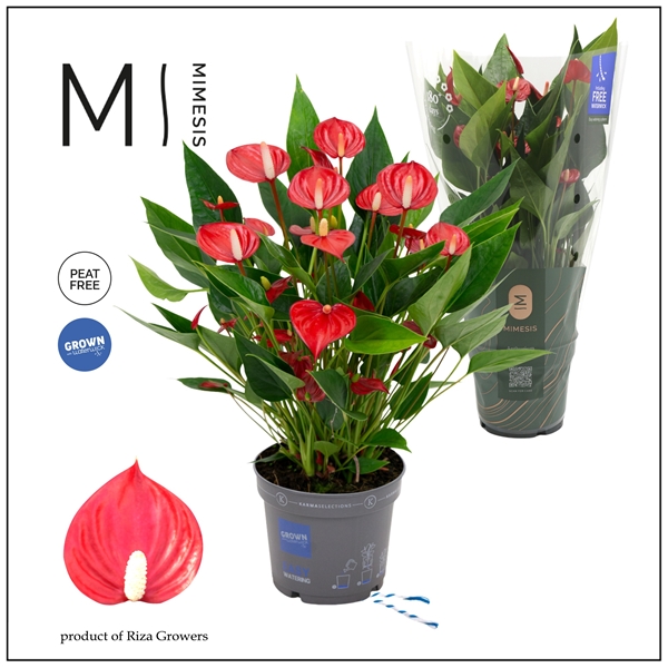 Anthurium Andreanum Million