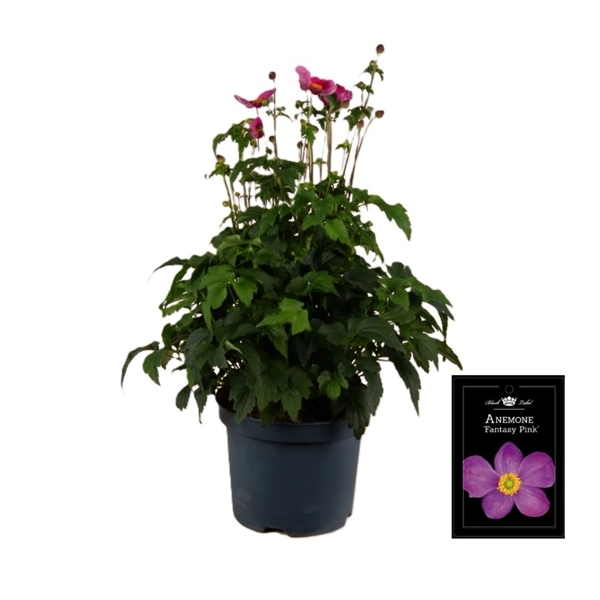 Anemone Fantasy Pink 