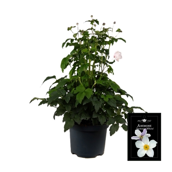 Anemone Fantasy White 