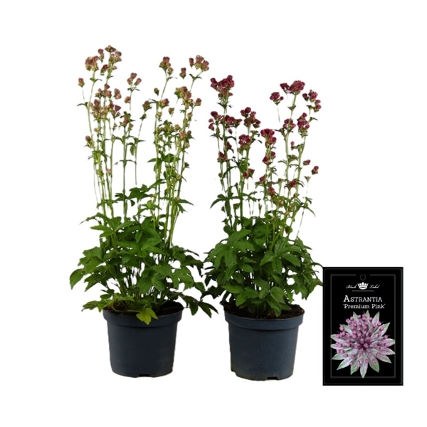 Astrantia Mixlage