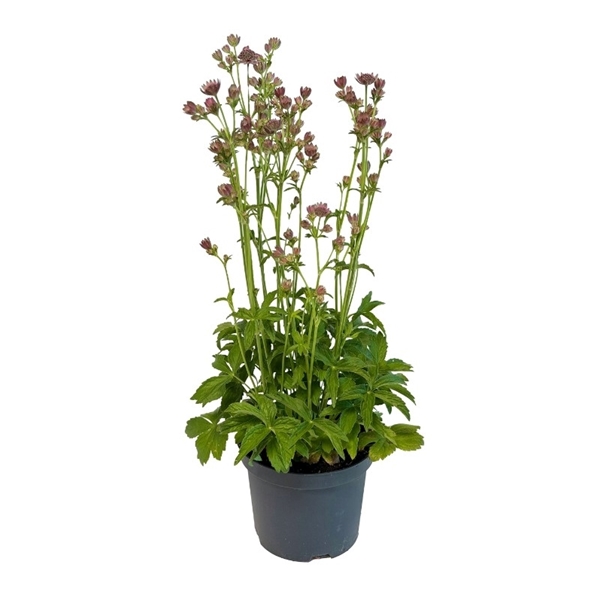Astrantia Pink