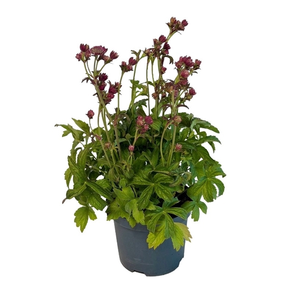 Astrantia Rot