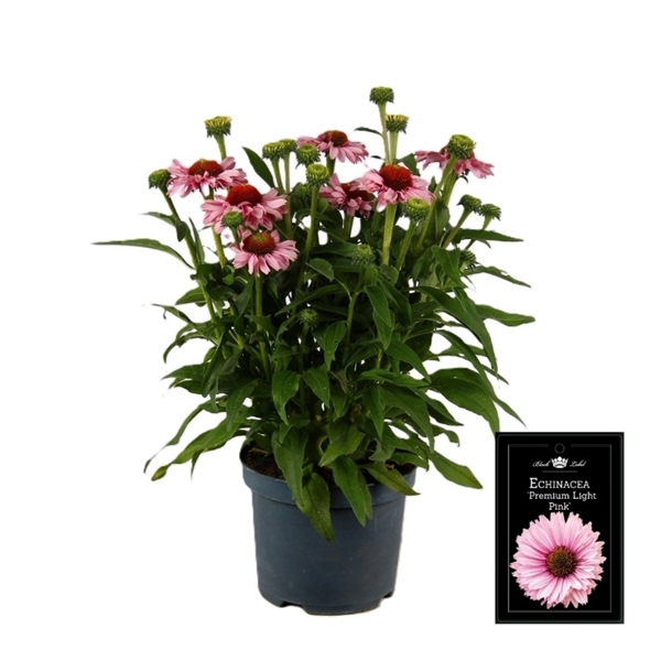 Echinacea Light Pink