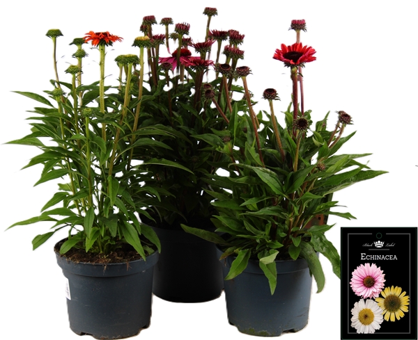 Echinacea Mixlage