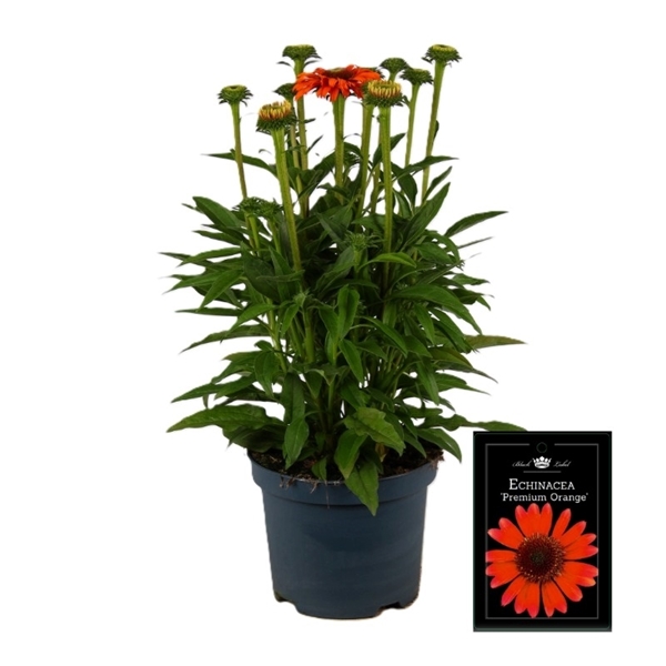 Echinacea Orange