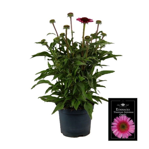 Echinacea Pink
