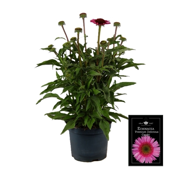 Echinacea Purple