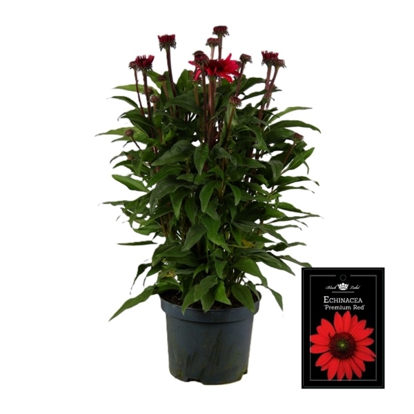 Echinacea  Rot