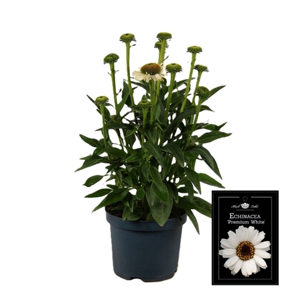 Echinacea Weiss