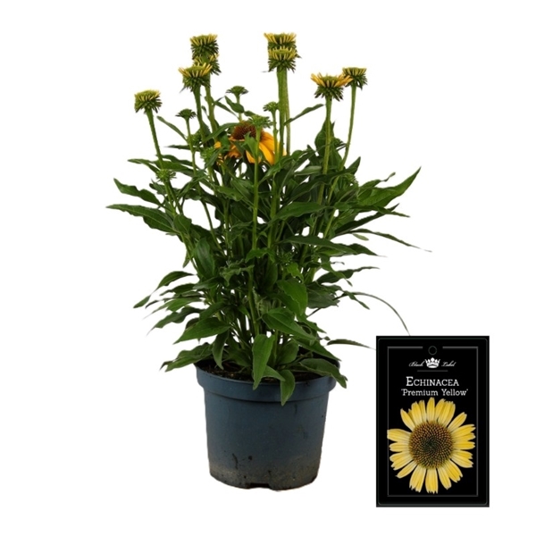 Echinacea Gelb