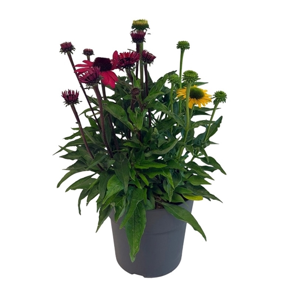 Triple Echinacea Donau 