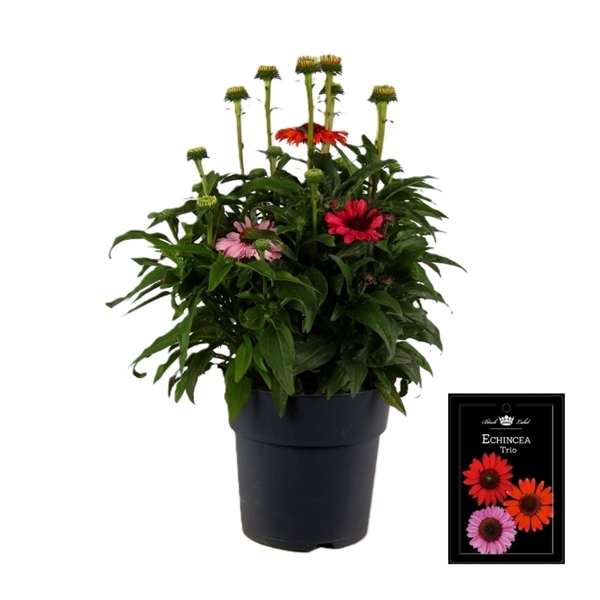 Triple Echinacea Elbe 
