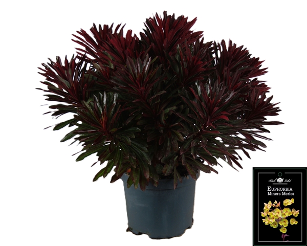 Euphorbia Miners Merlot 