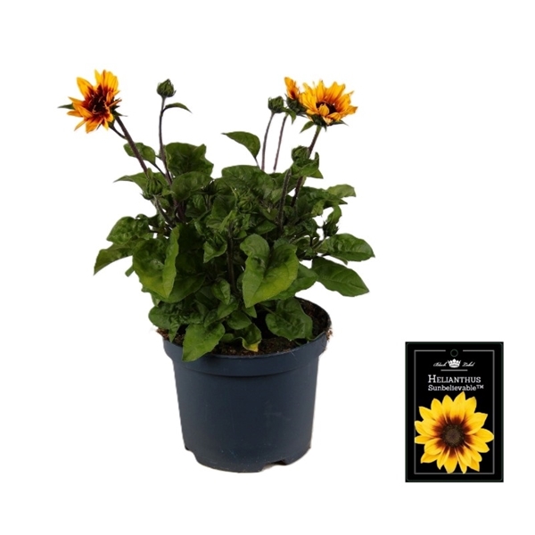 Helianthus Sunbelievable