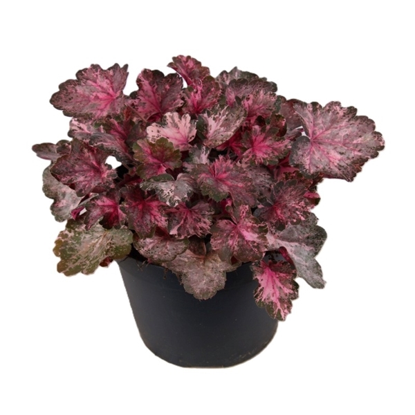 Heuchera Indian Summer Pinky Panky 