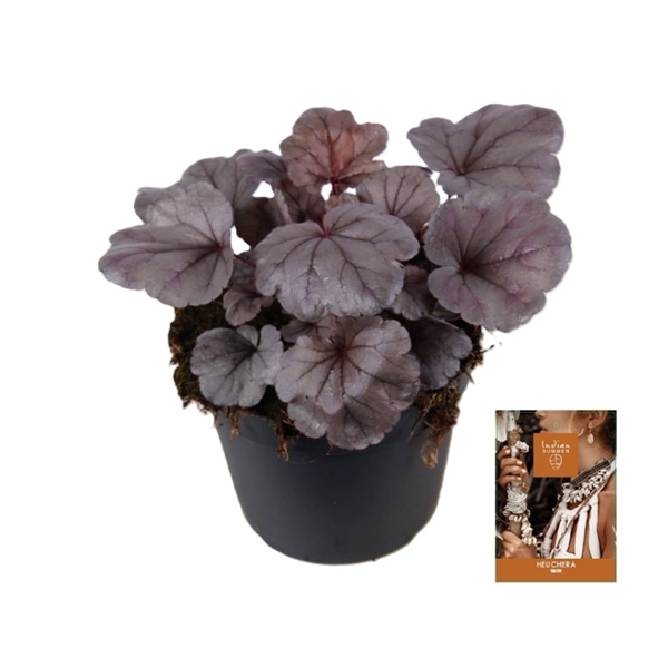 Heuchera Indian Summer Silver