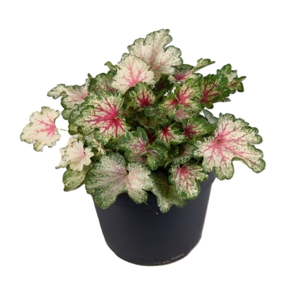 Heuchera Indian Summer Snowy Panky 