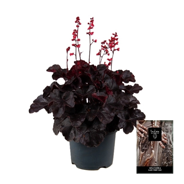 Heuchera Black Forest Cake