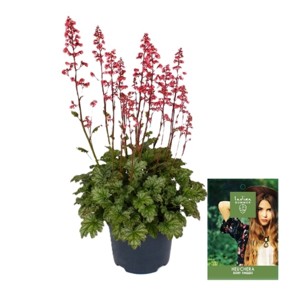 Heuchera Berry Timeless