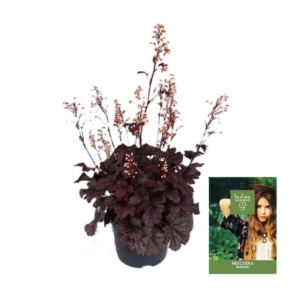 Heuchera Indian Summer Shanghai
