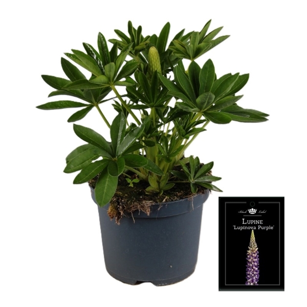 Lupine Lupinova Mixlage