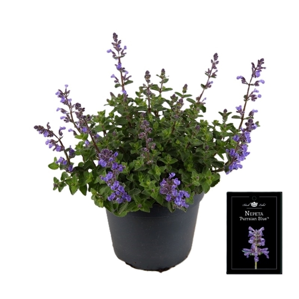 Nepeta Purrsian Blue 