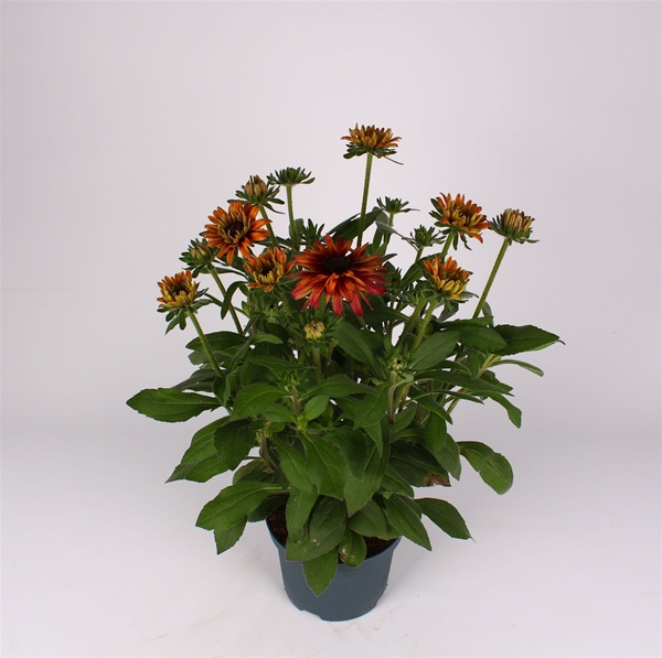 Rudbeckia Grafiti Caramel