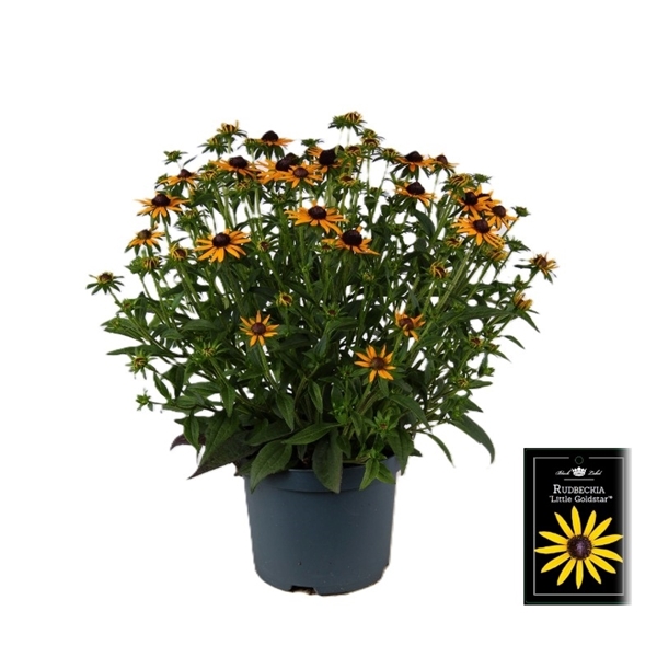 Rudbeckia Little Goldstar