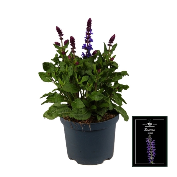 Salvia Fashionista Blue